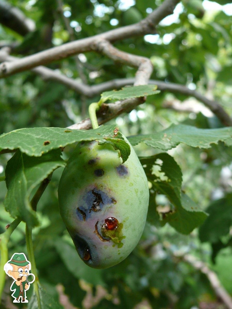 Плоды яблони покрылись черными пятнами