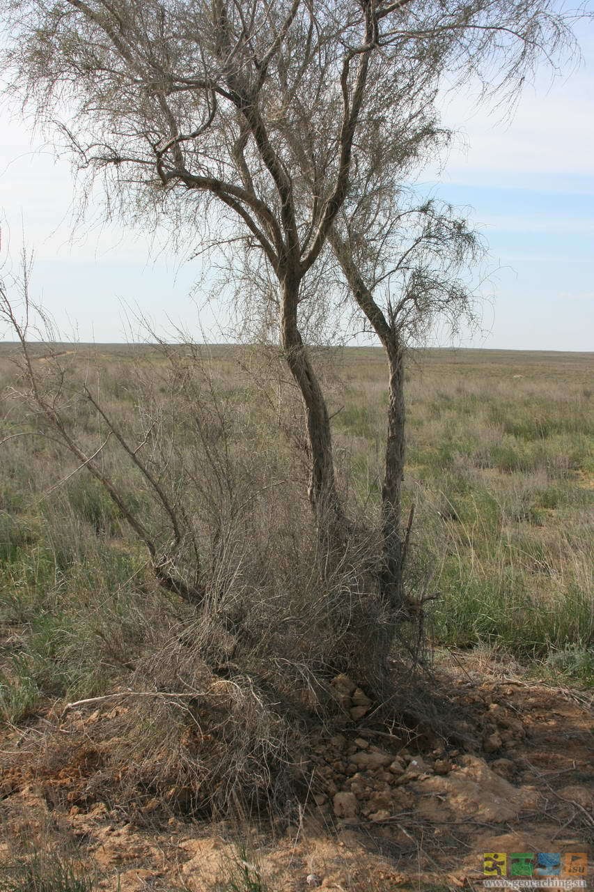 Саксаул в тундре