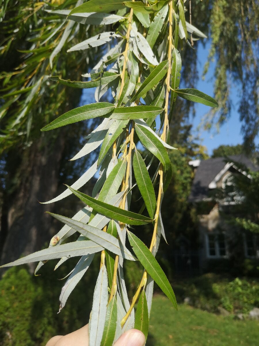 Ива белая эдср