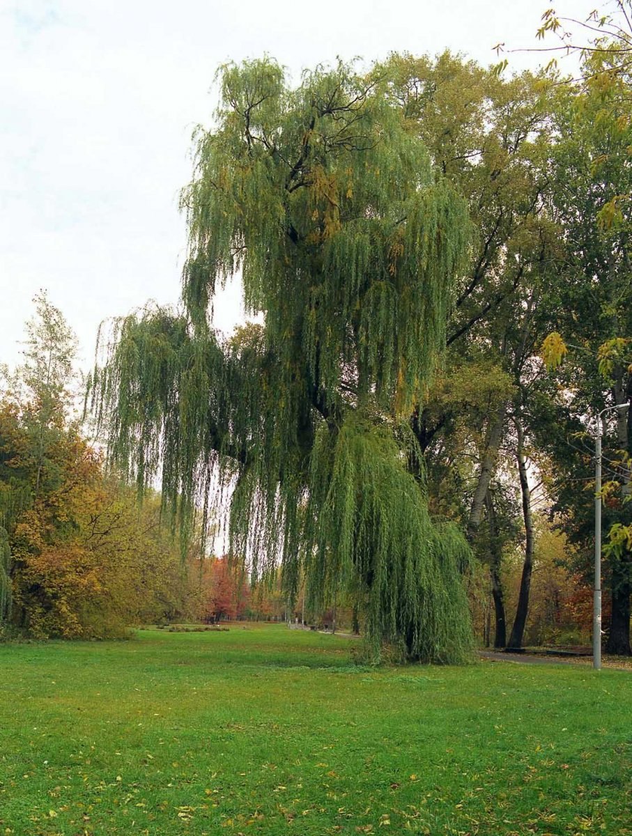 Ива белая (Salix Alba l.)