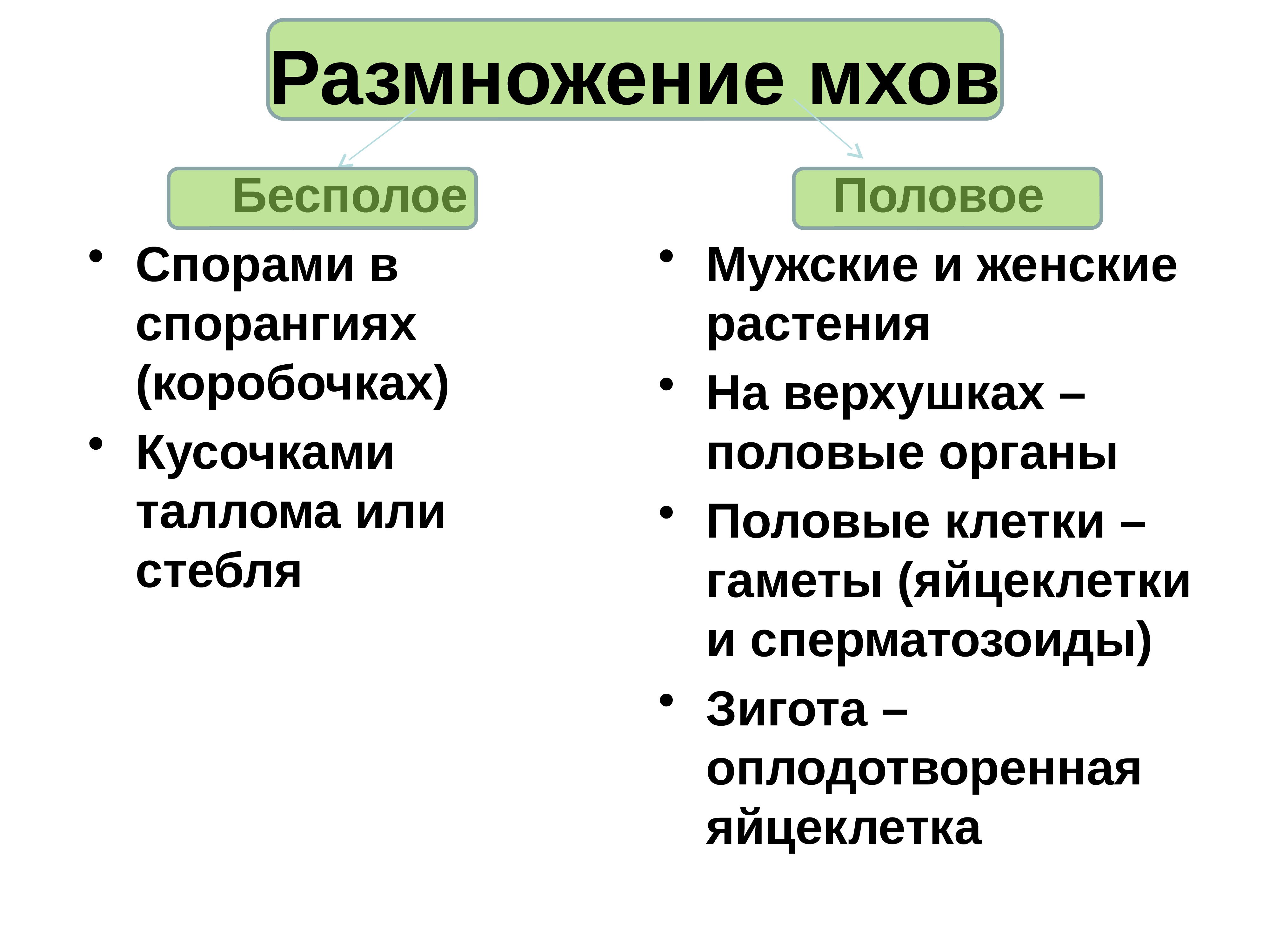 Бесполое полое. Бесполое размножение моховидных. Размножение мхов. Половое размножение мхов. Бесполое размножение мхов.