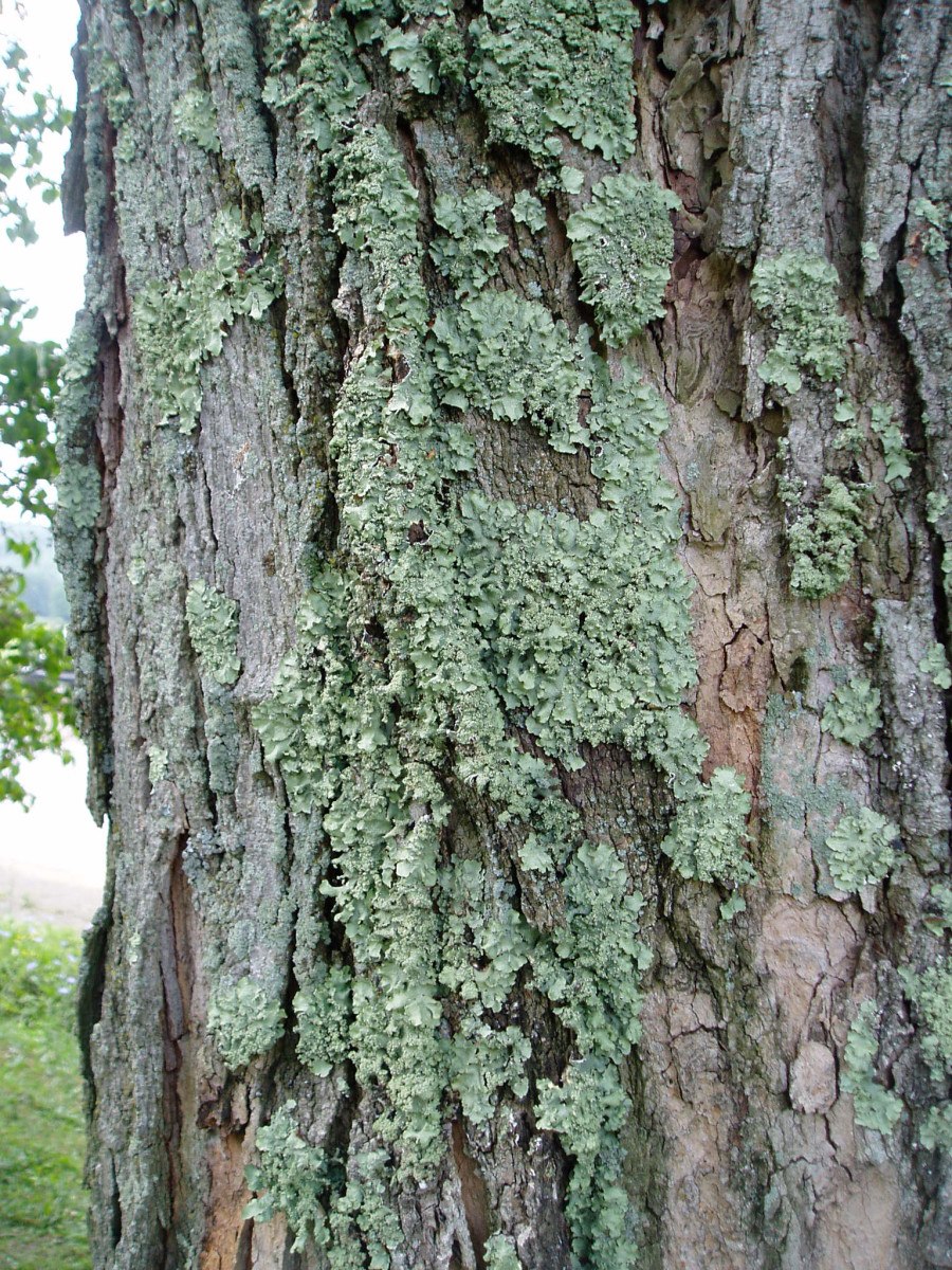 Кора дерева от малярии