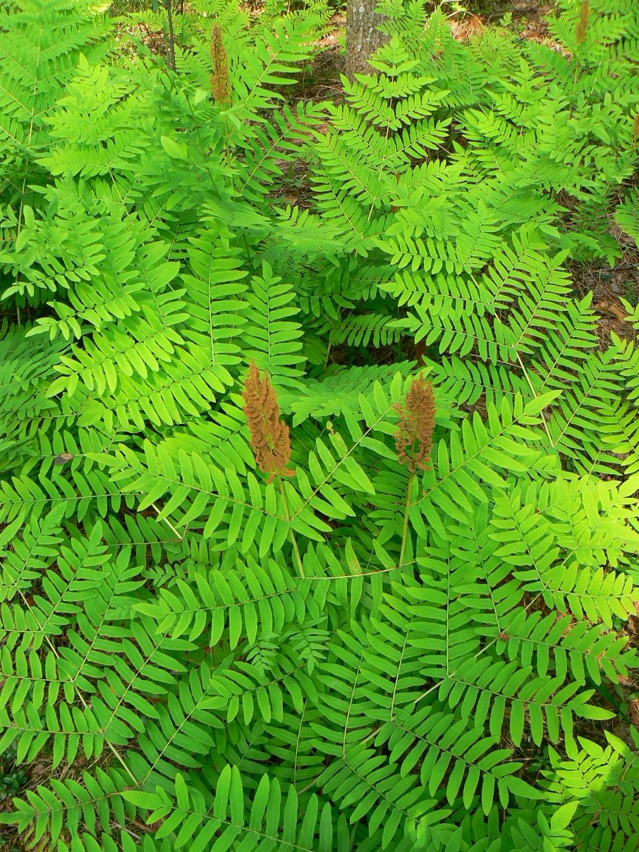 Athyrium filix - Femina 'Rotstiel grandiceps'