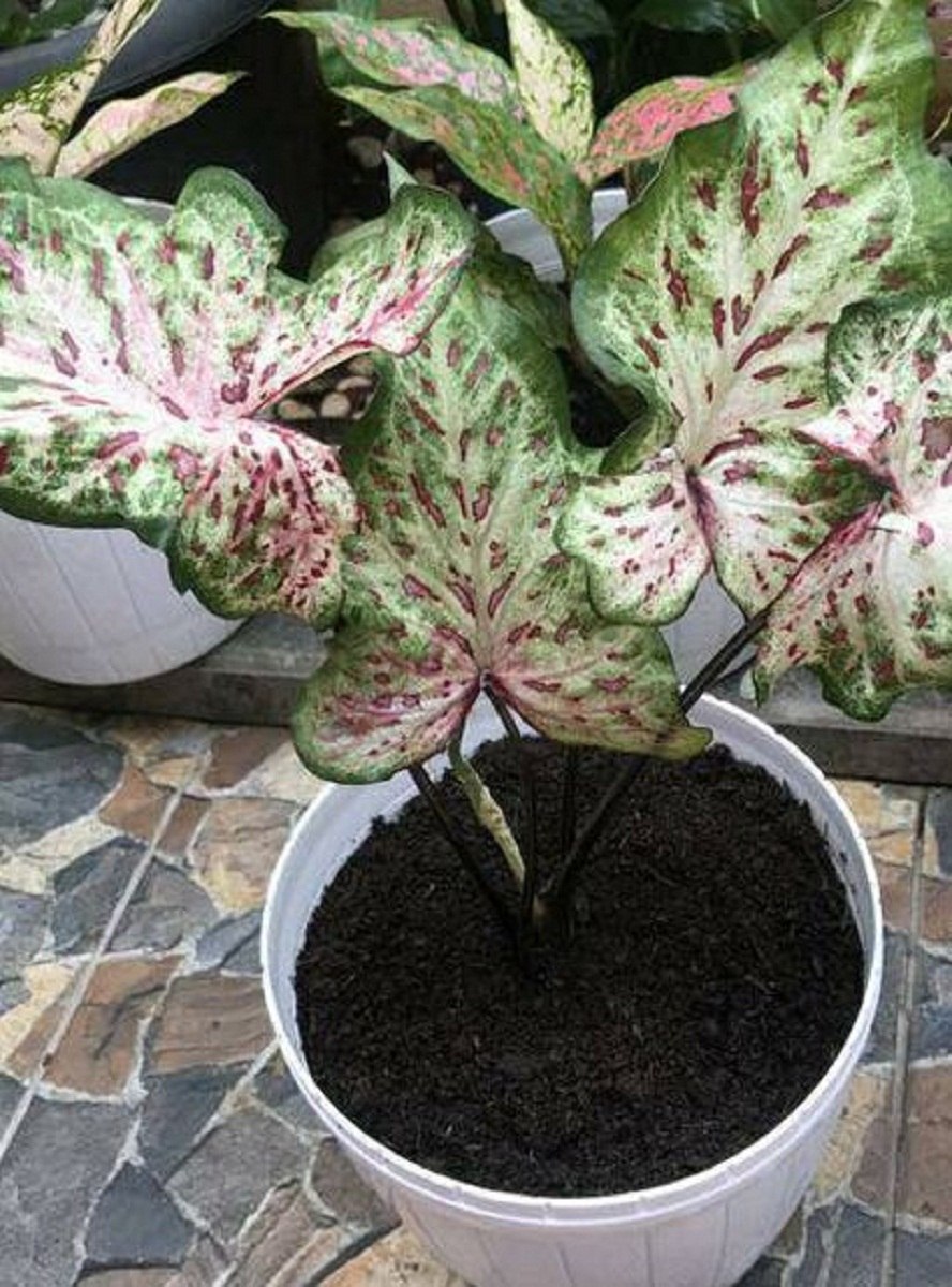 Каладиум серый призрак