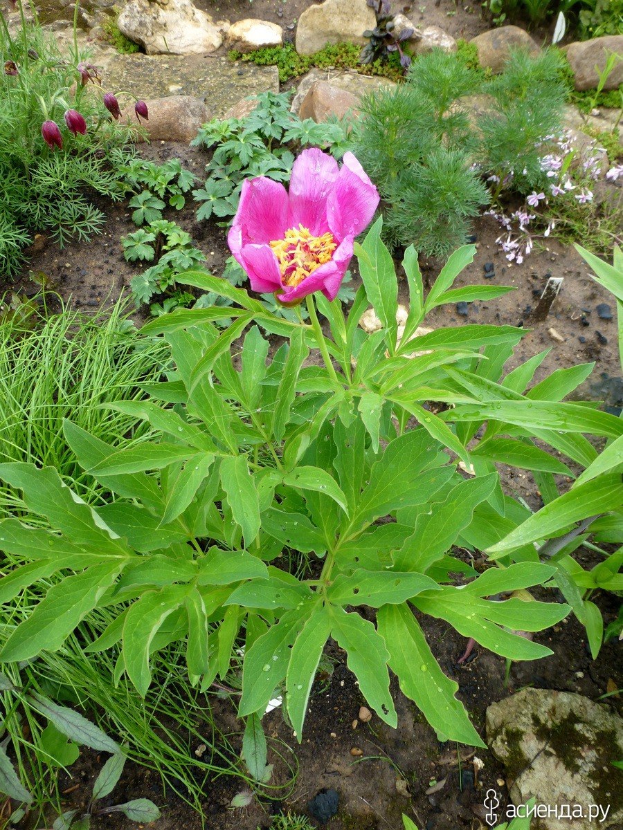 Пион тонколистный дикий