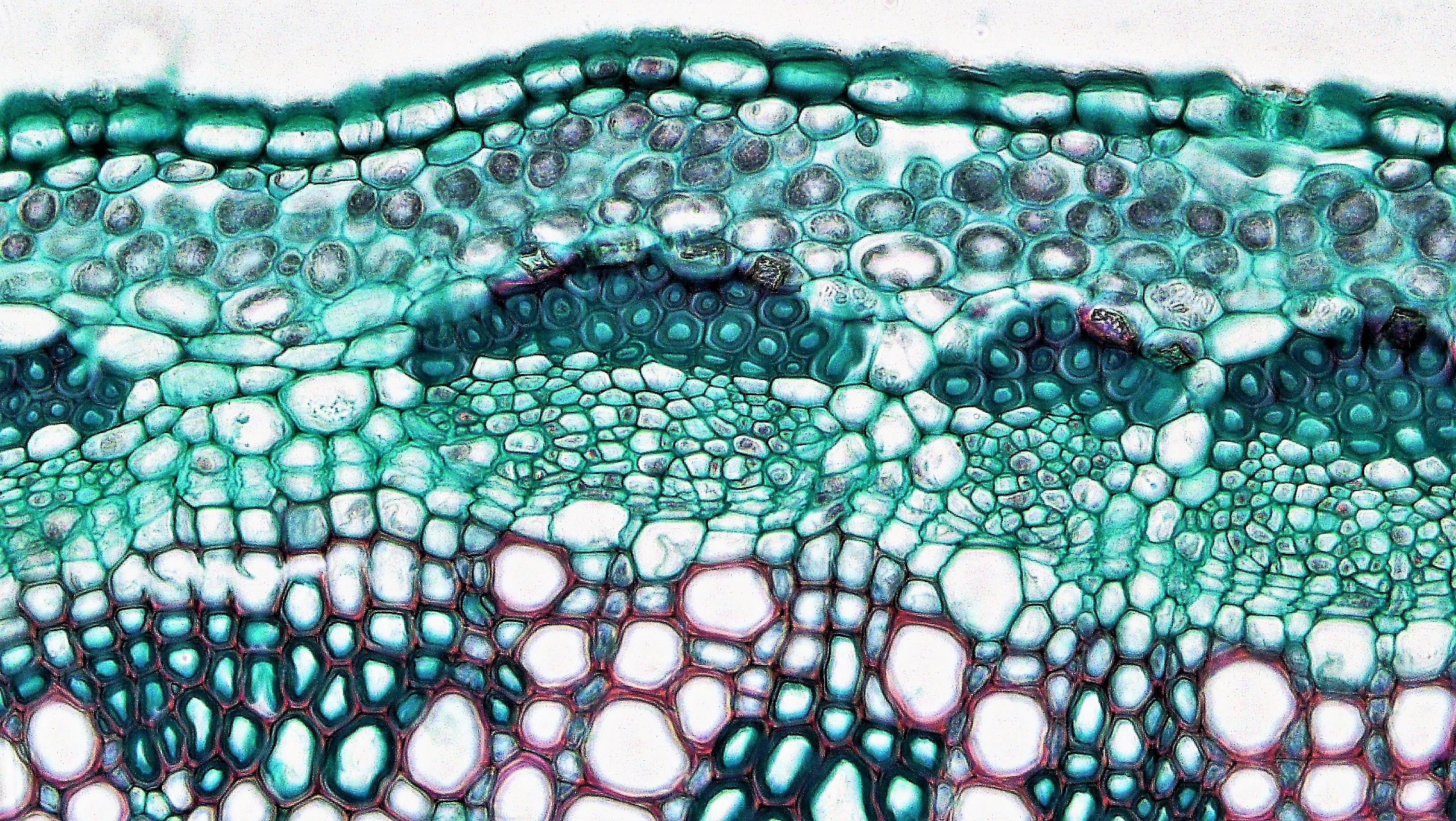 Механическая ткань растений сосуды. Склеренхима и флоэма. Ткань под микроскопом. Механическая ткань растений под микроскопом. Ткани растений под микроскопом.