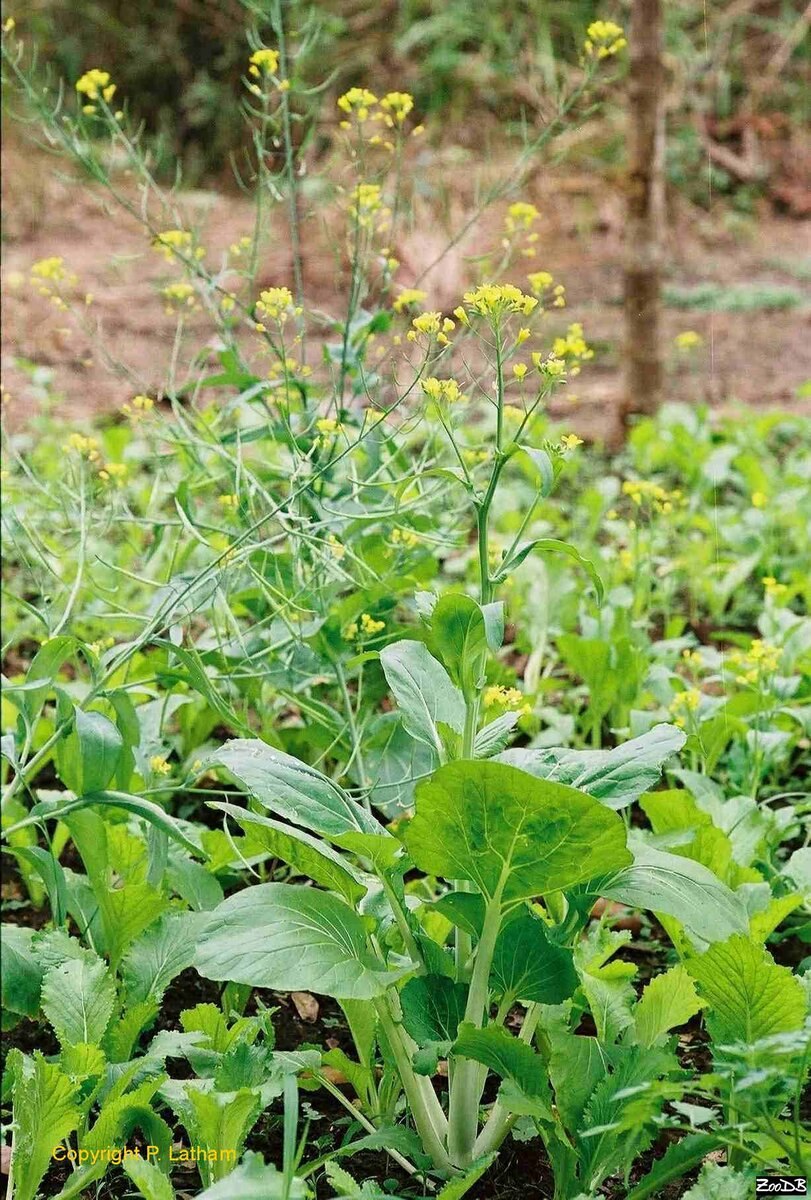 Горчица цветок