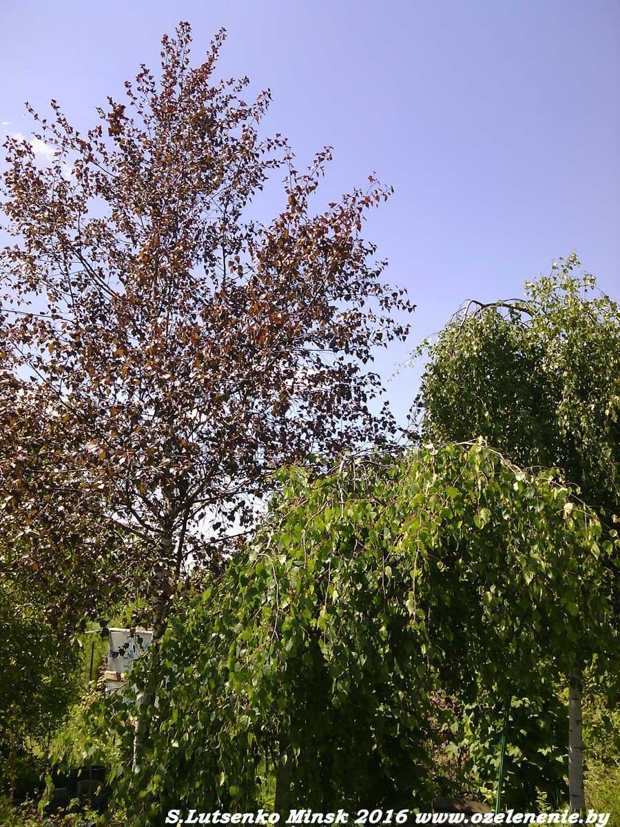 Береза повислая purpurea