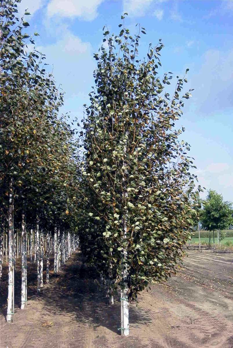 Береза плакучая Пурпурея