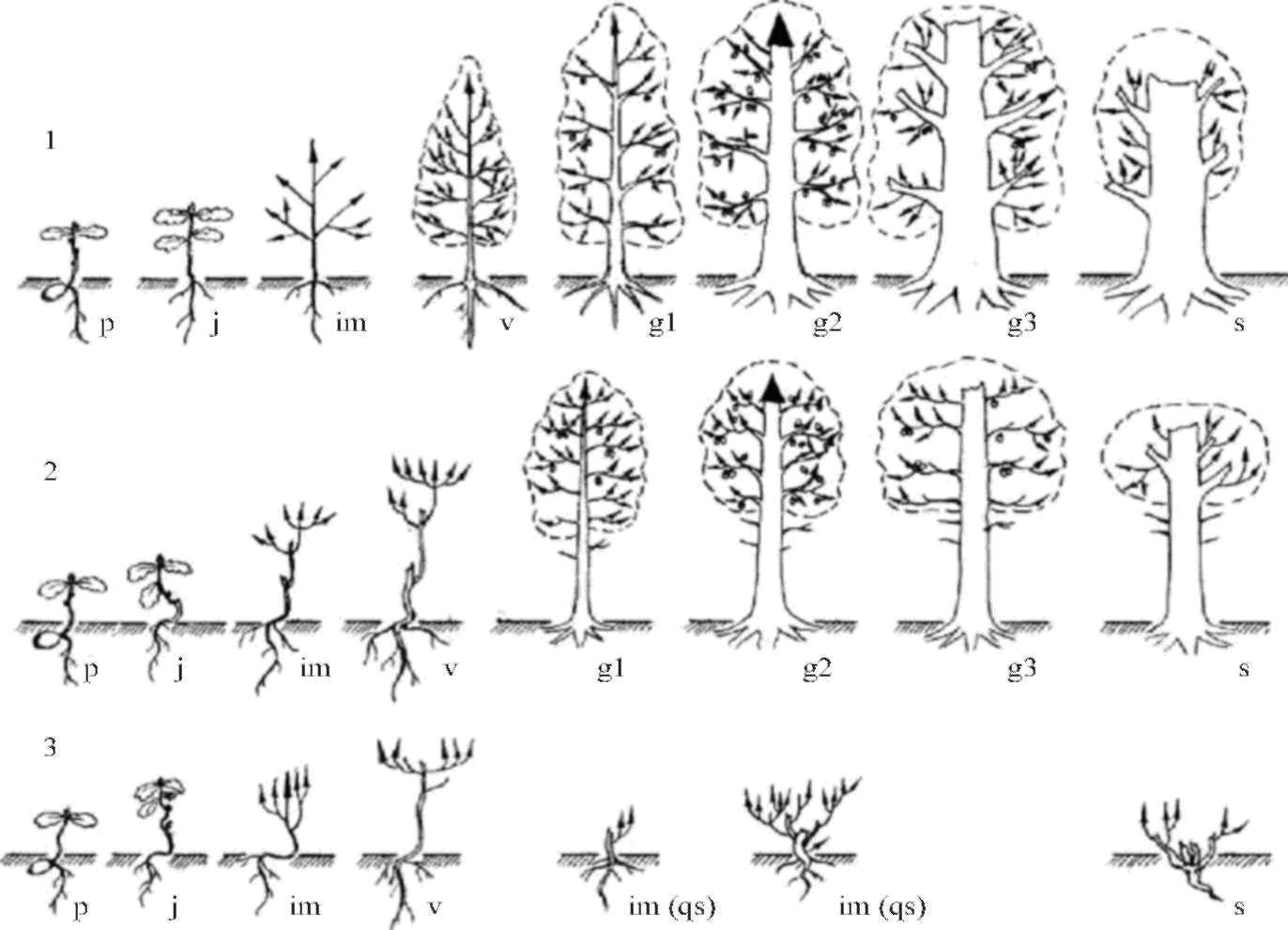 При делении жизненного цикла овощных растений онтогенез. Онтогенез древесных растений. Онтогенез дуба. Лиственница онтогенез. Фенологическая фаза у хвойных деревьев.