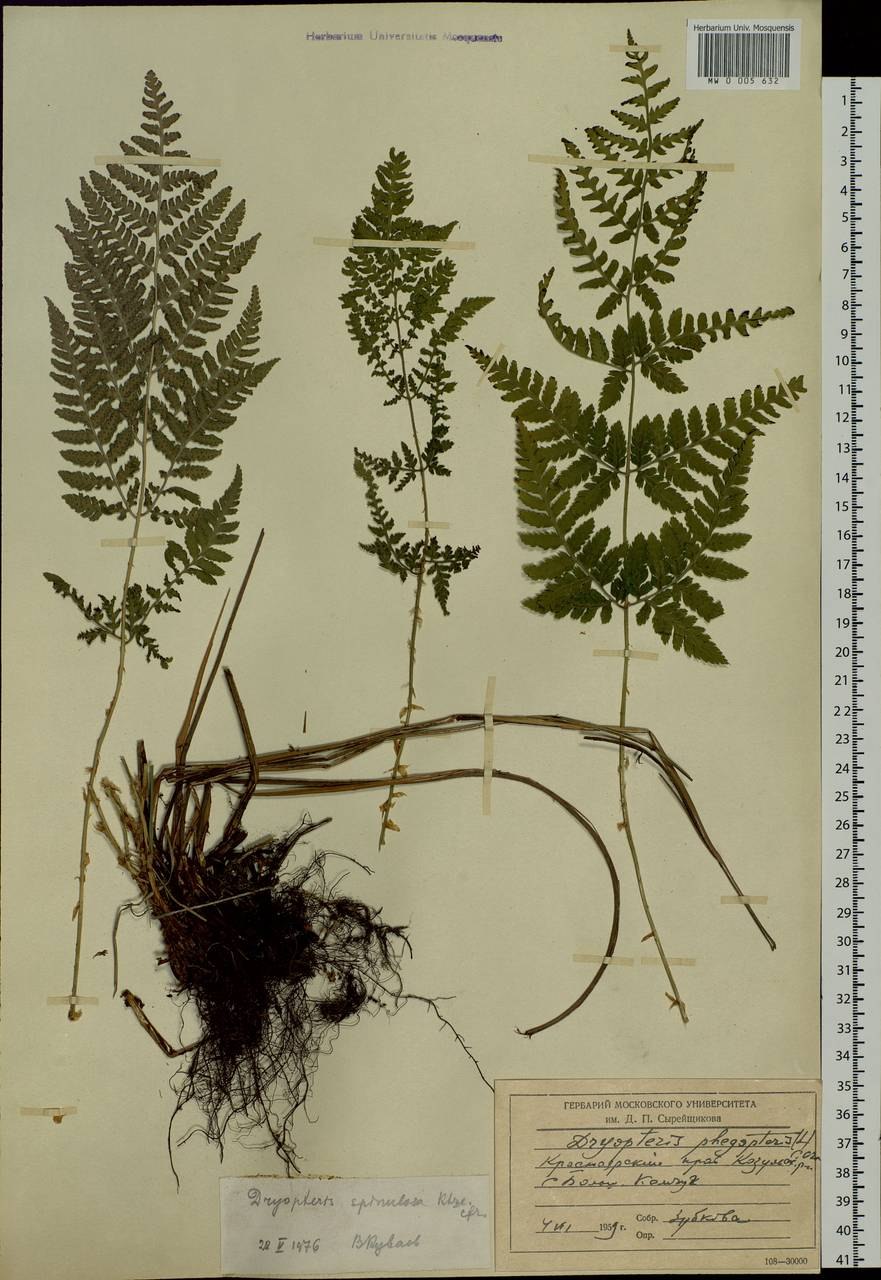 Щитовник гребенчатый plantarium