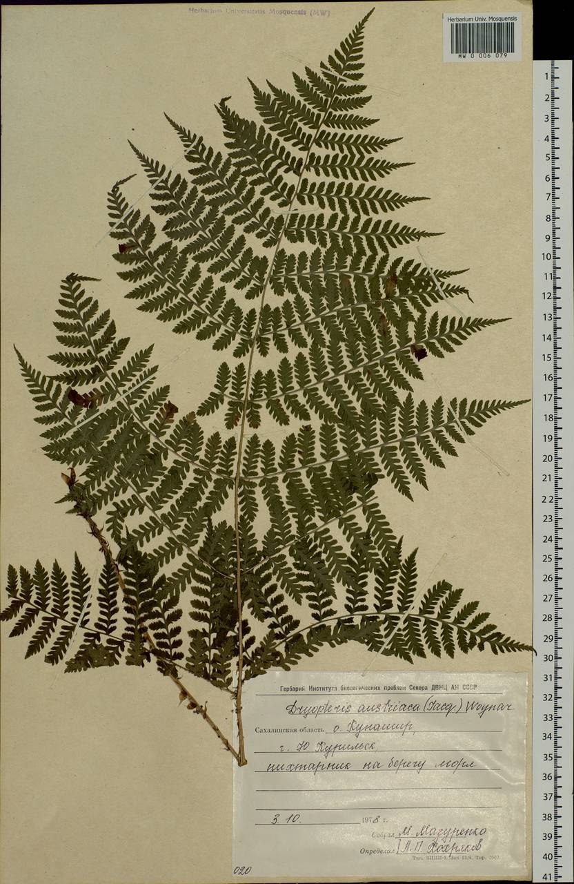 Щитовник распростёртый