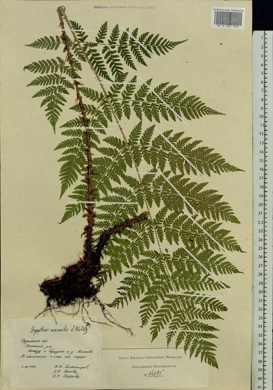 Щитовник австрияка