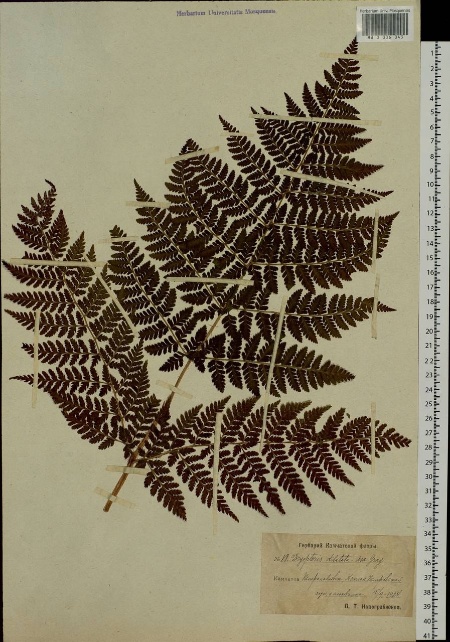 Щитовник австрийский криспа уайтсайд