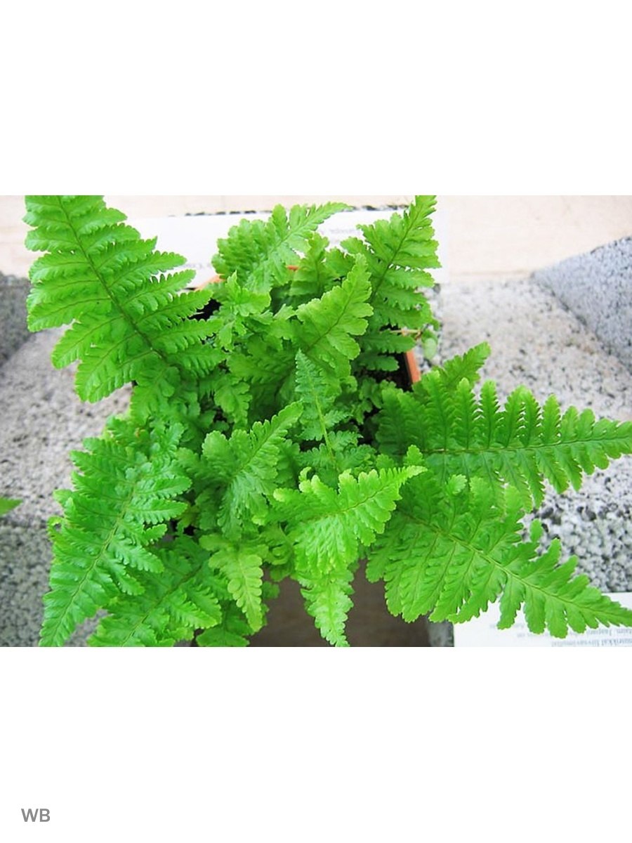 Щитовник Полидактила Дадс