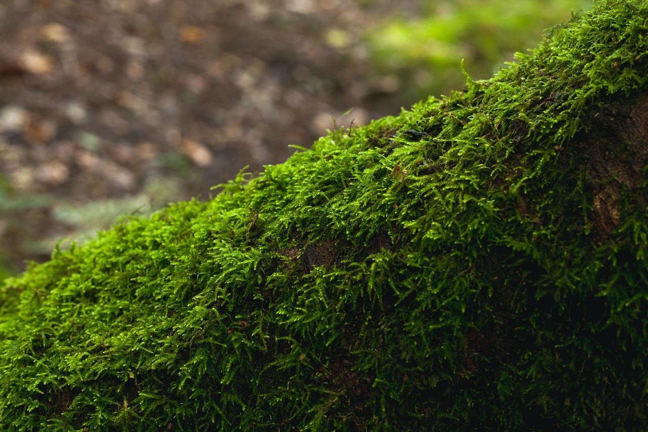 Покрытый мохом. Мох Forest Green. Мох сбоку. Замшелое бревно. Куст мох на белом фоне.