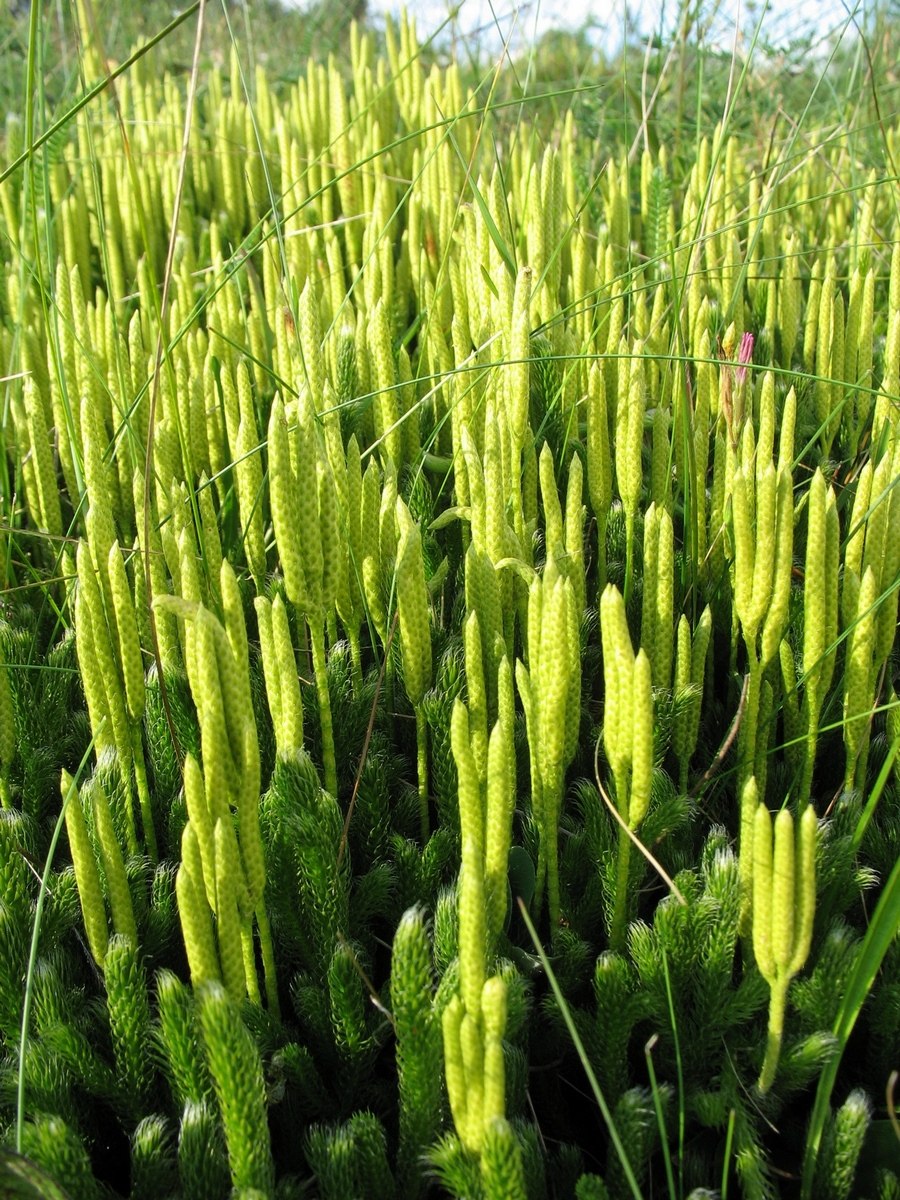 Ликоподиум плаун булавовидный