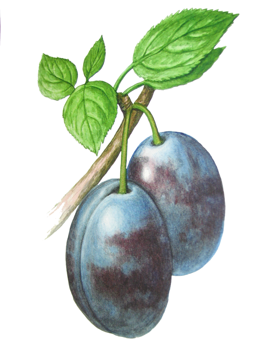 Диплоидная слива Супериор