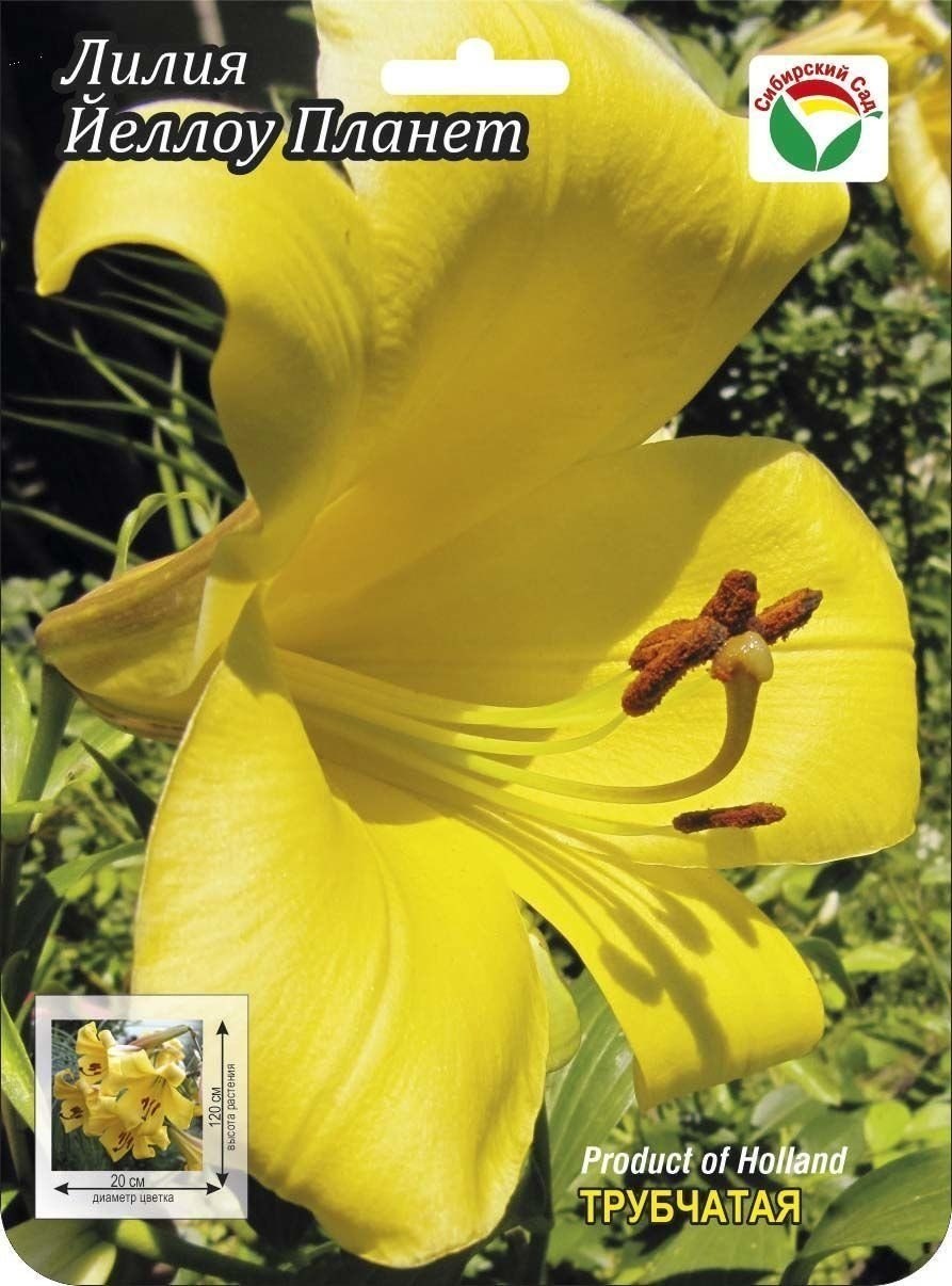 Лилия йеллоу планет
