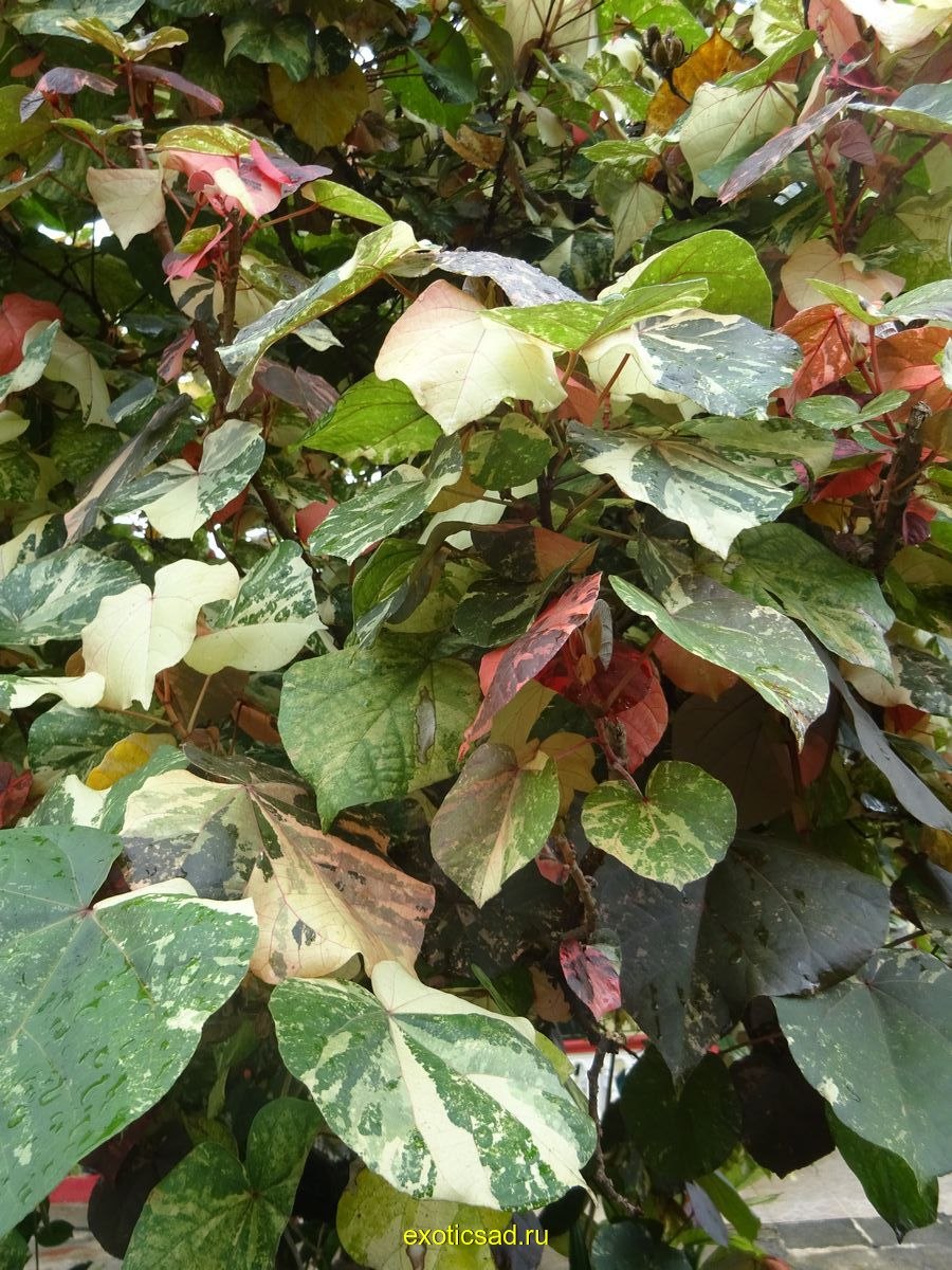 Гибискус Island Queen