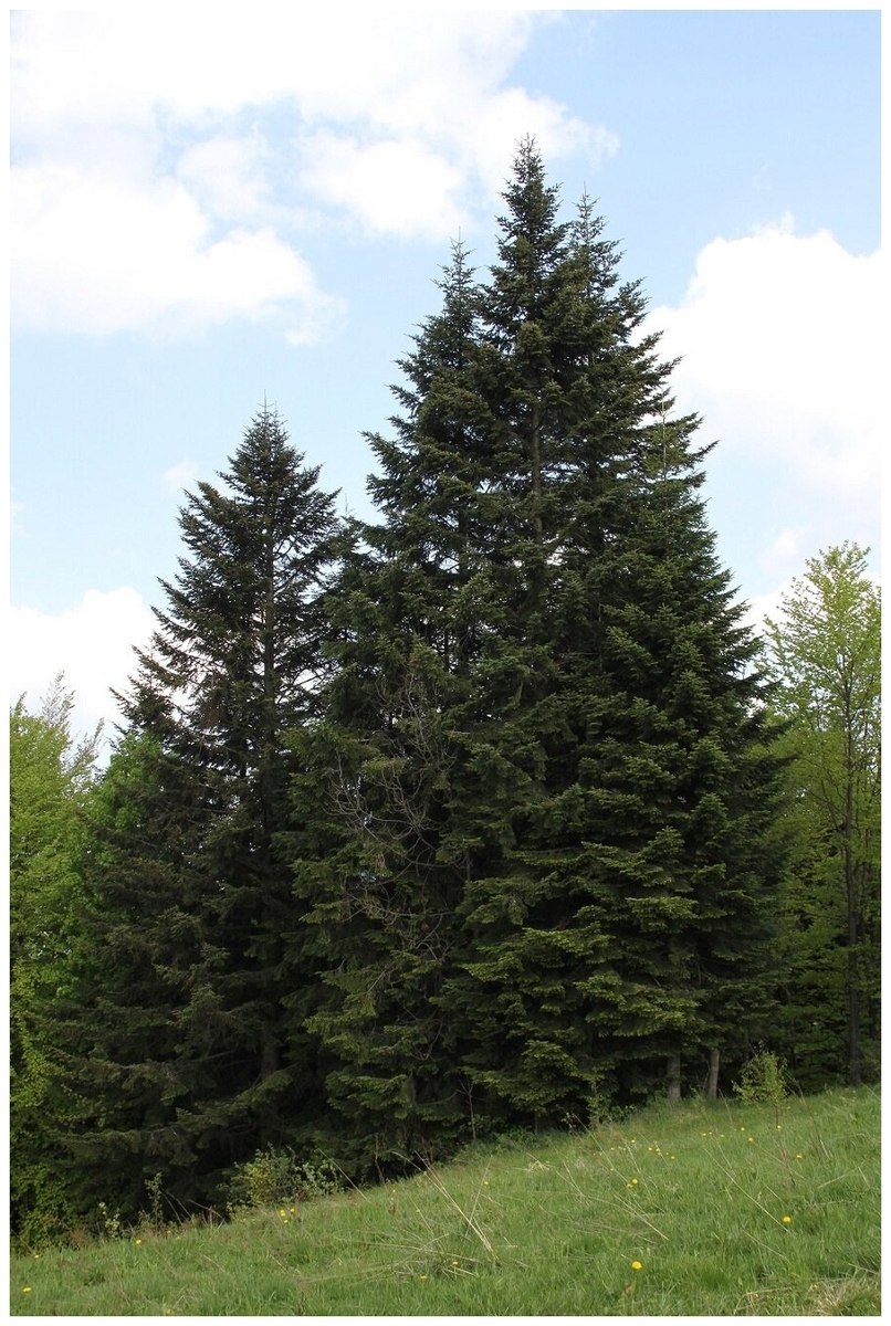 Пихта одноцветная Abies concolor