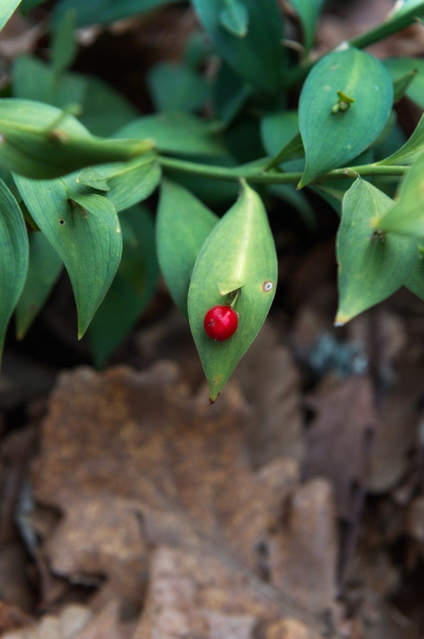 Иглица Кавказская