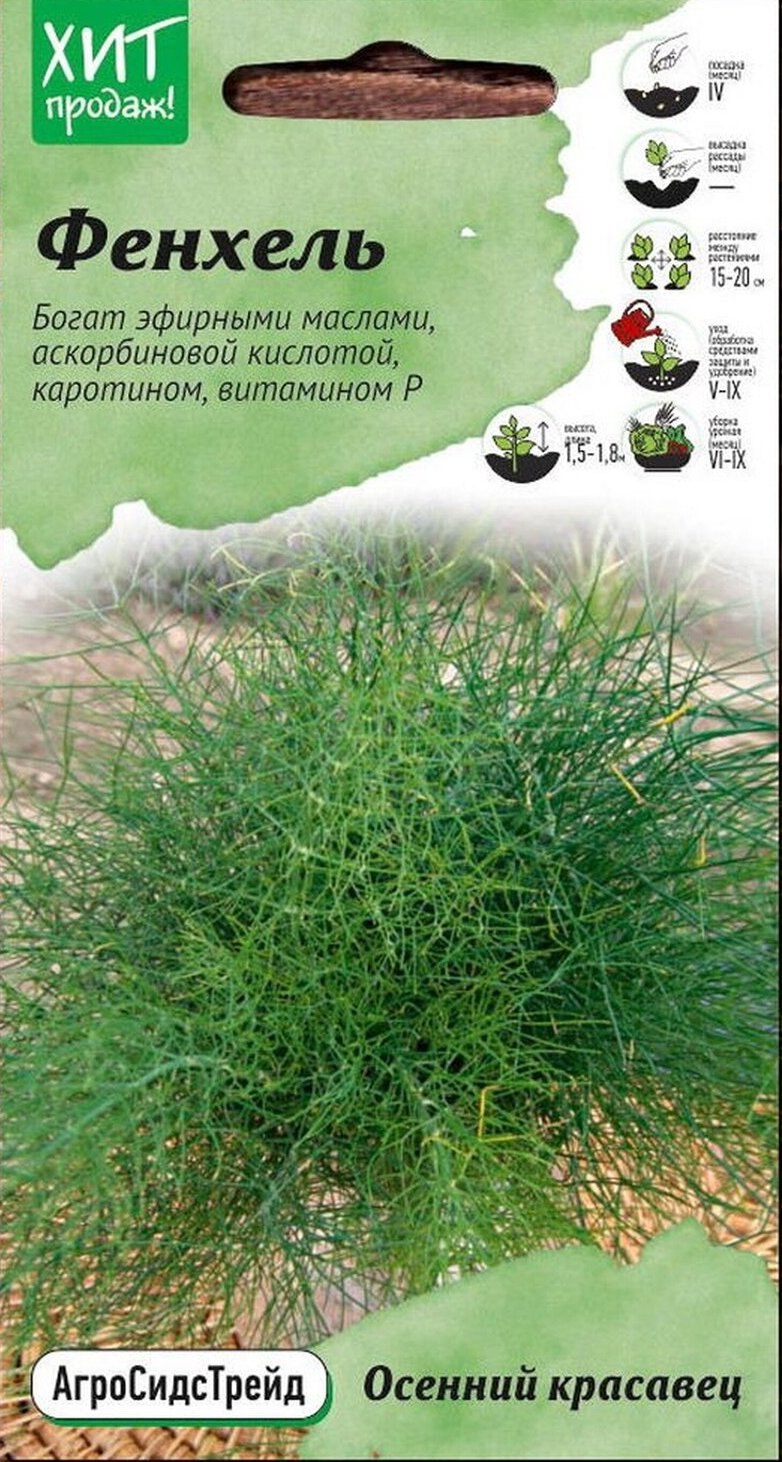 Фенхель осенний красавец (СЕДЕК)