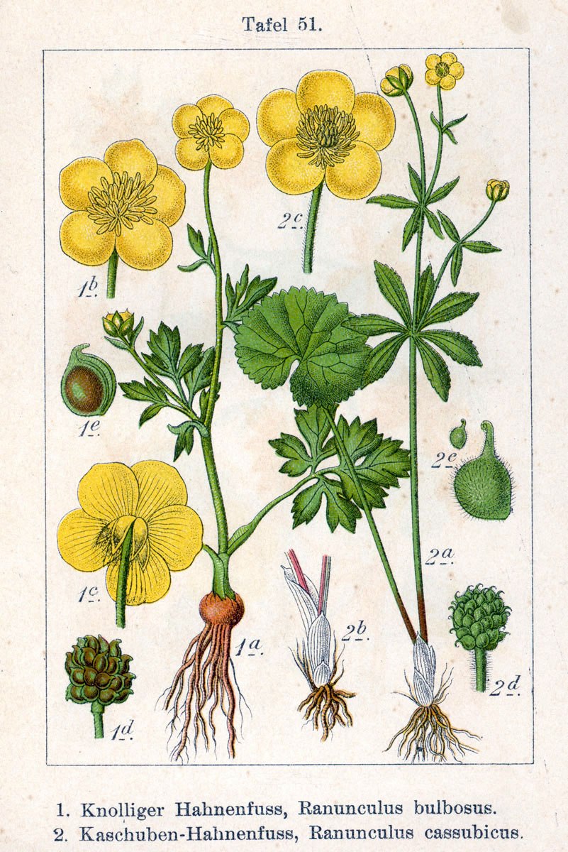 Калужница Болотная - Caltha palustris l.