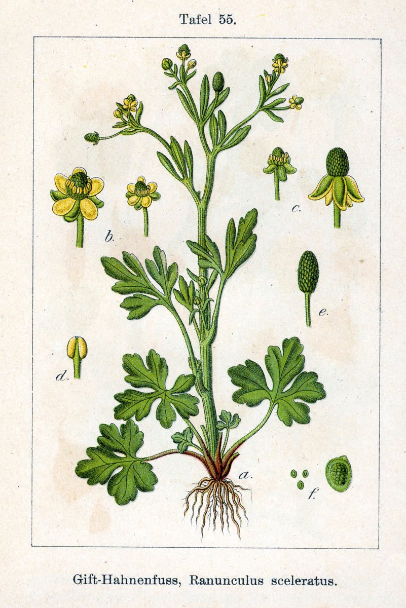 Caryophyllaceae семейство