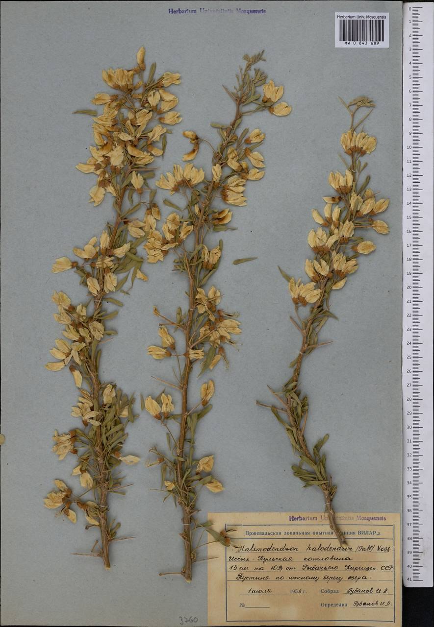 Halimodendron halodendron рисунок