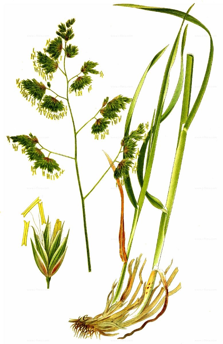 Многолетние травянистые растения семейства злаковых