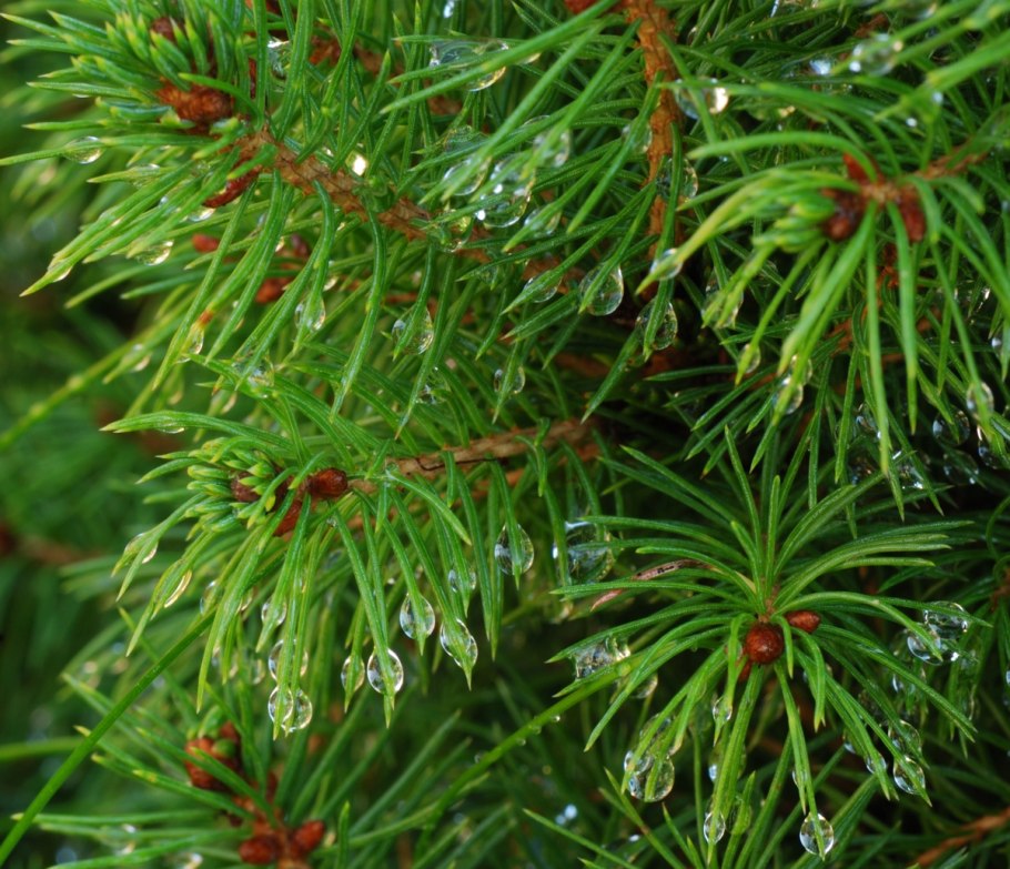 Флора тайги