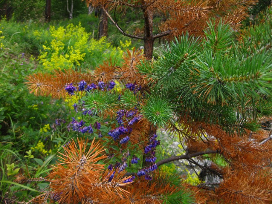 Темнохвойная Тайга Европы