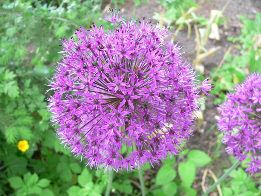 Лук шнитт (Allium schoenoprasum)