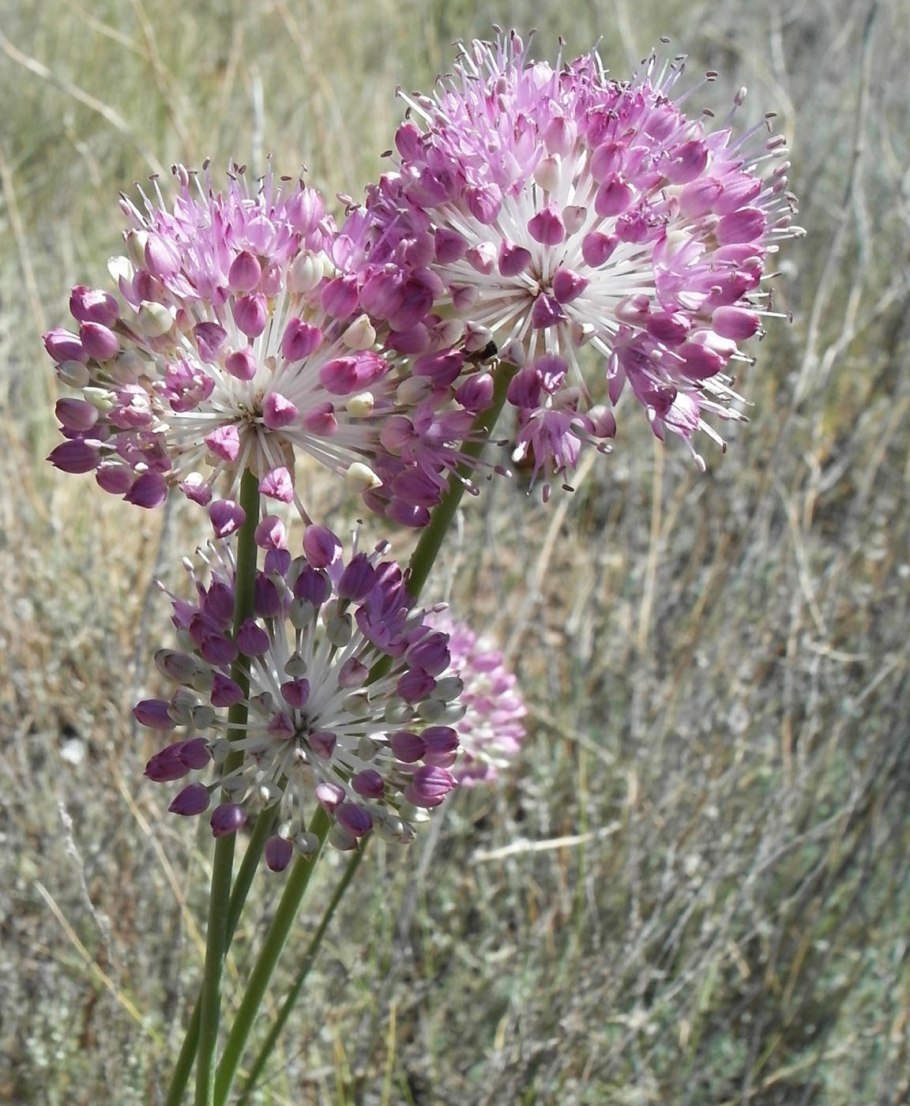 Лук Индерский Allium inderiense
