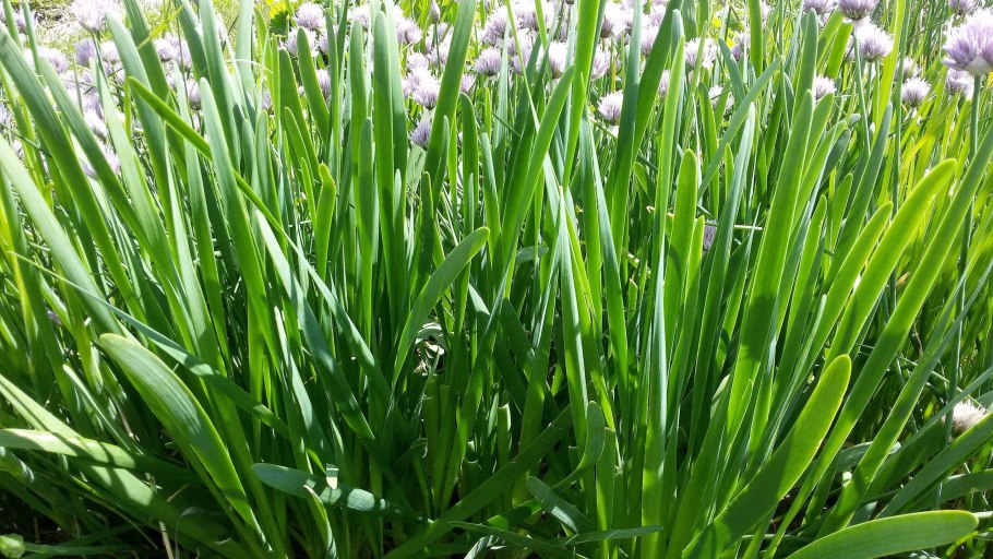 Разновидности зеленого лука