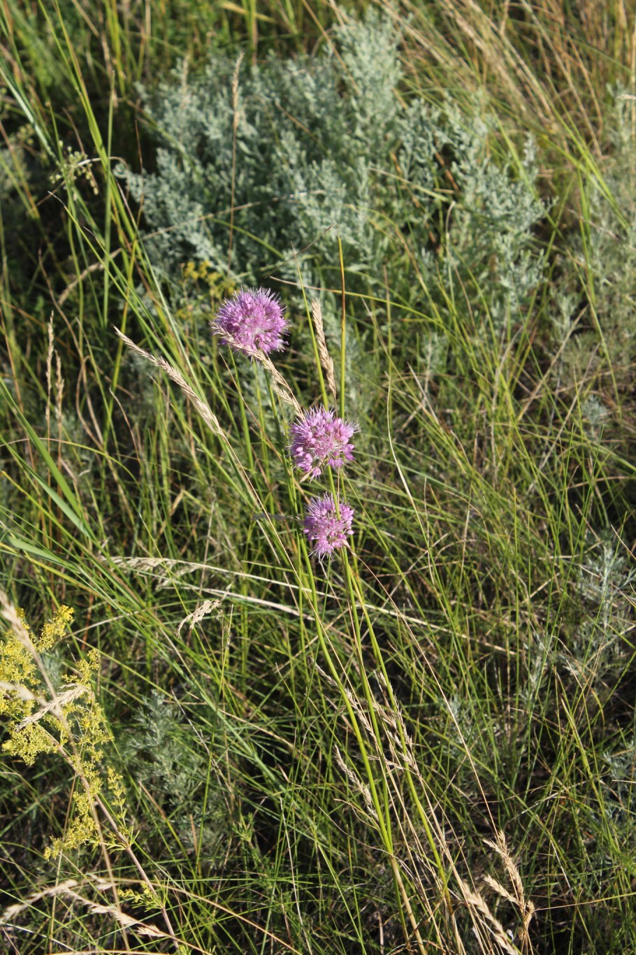 Лук-слизун (Allium Nutans)
