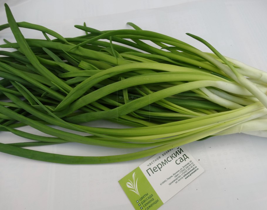 Символ лук репчатый