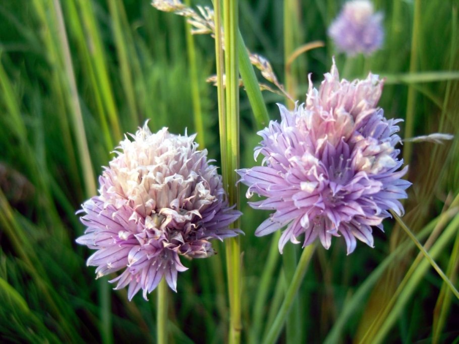 Лук скорода шнитт луговой