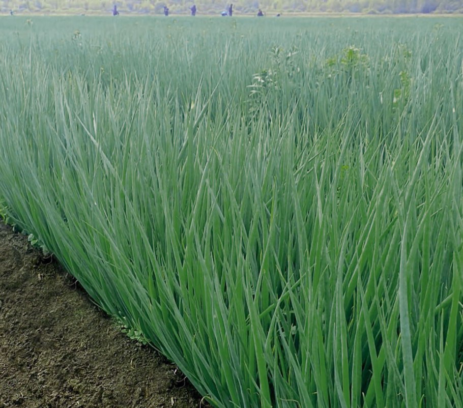 Многолетний лук слизун