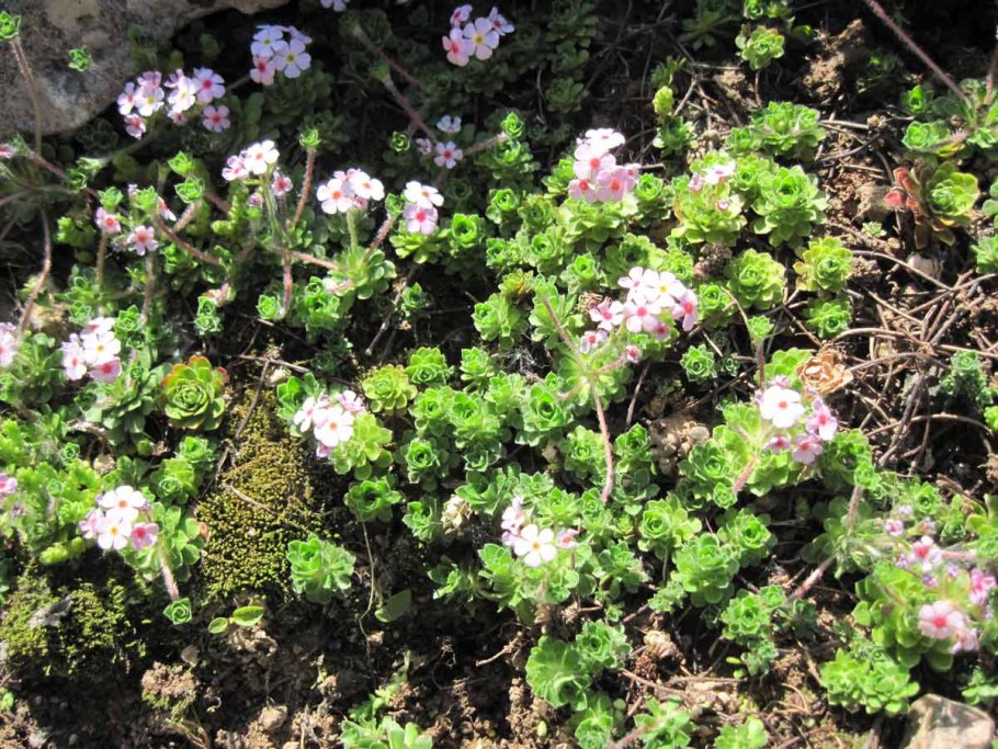 Androsace mucronifolia