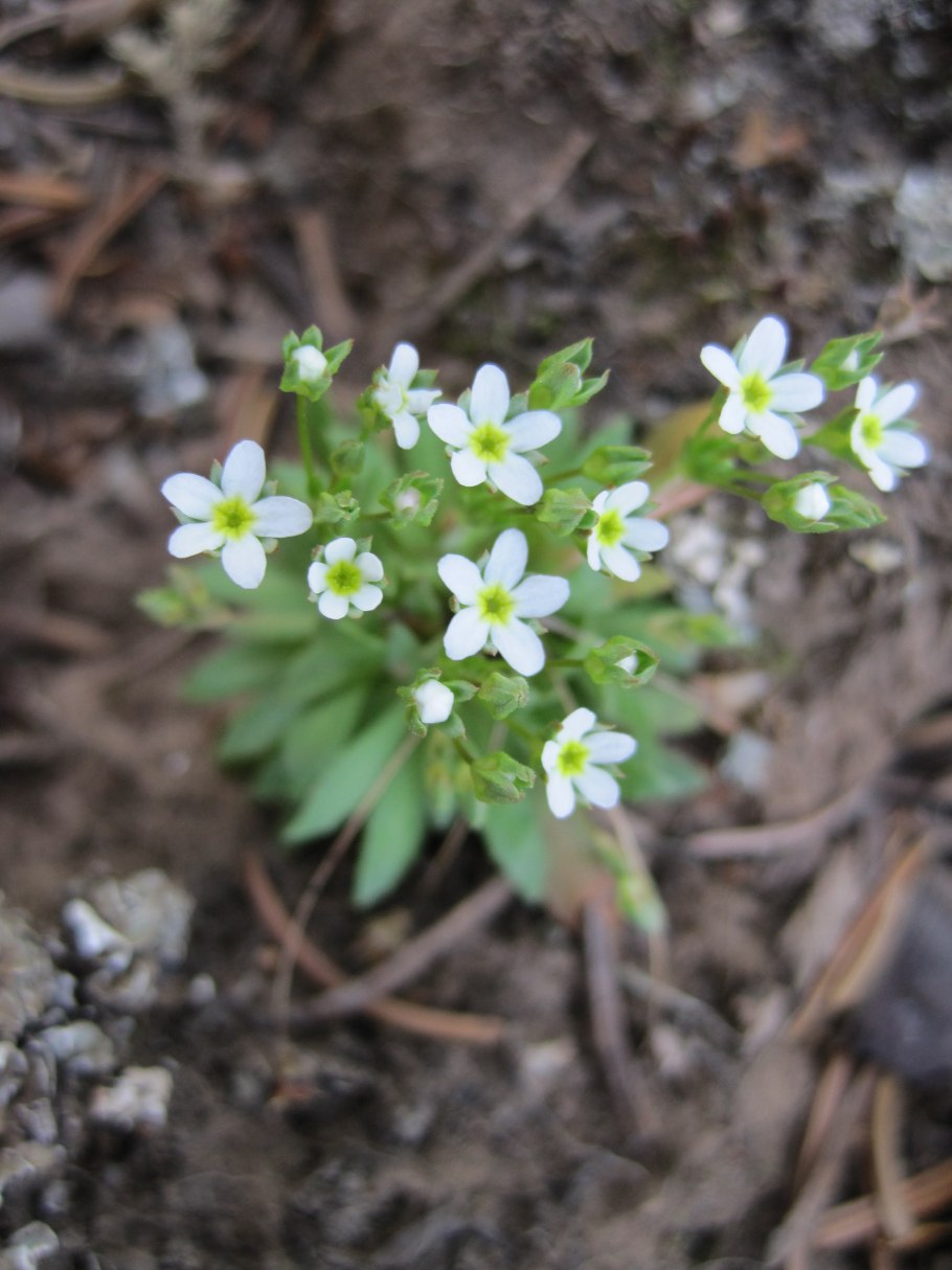 Androsace septentrionalis