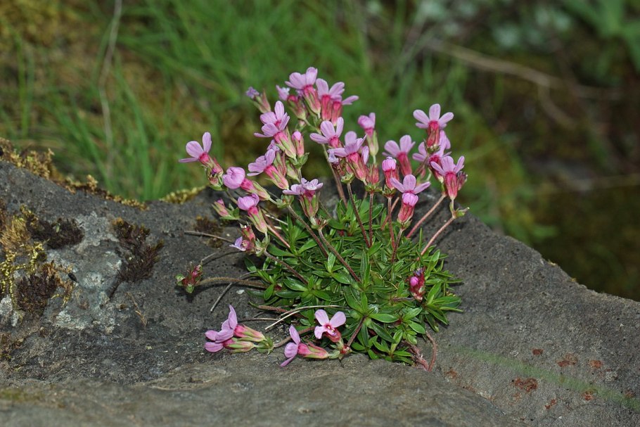 Androsace bulleyana
