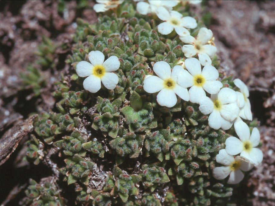 Androsace villosa