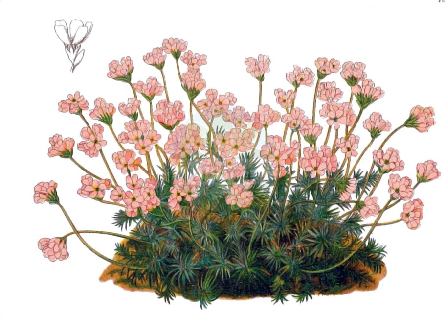 Androsace obtusifolia