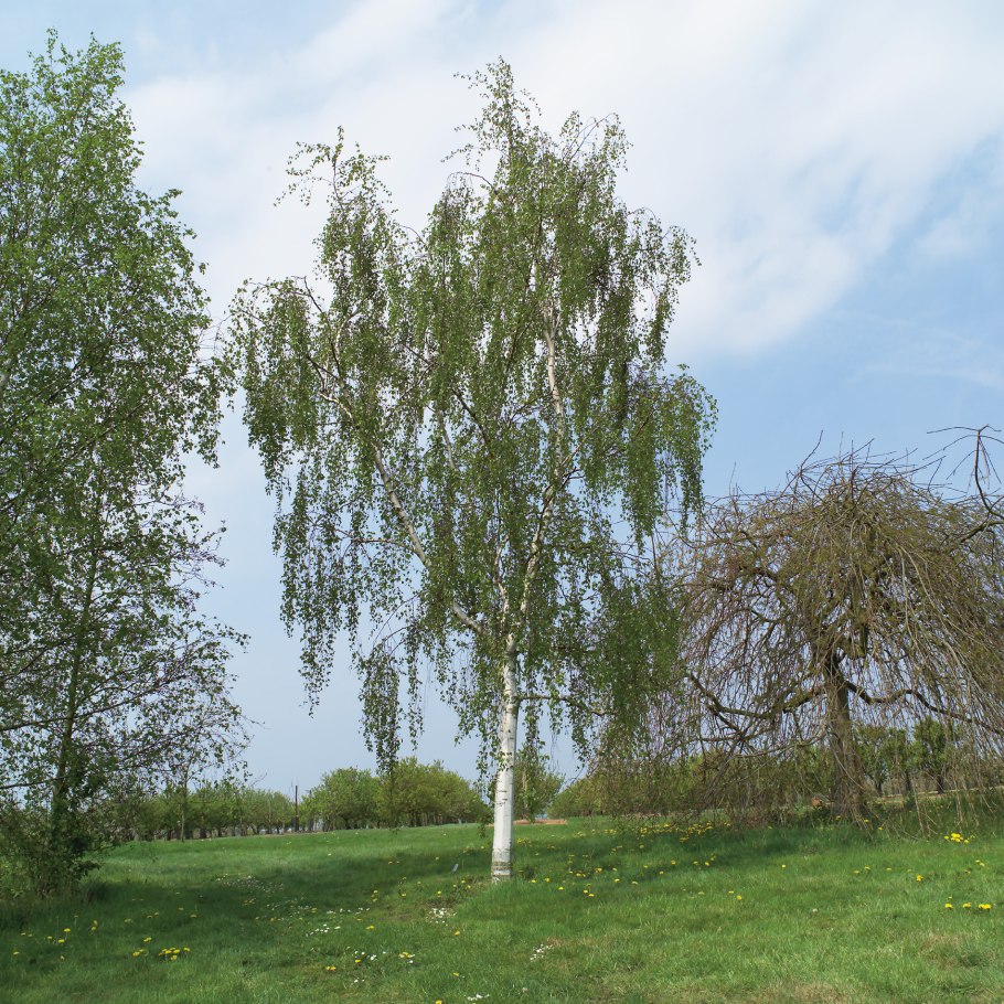 Береза повислая Betula pendula