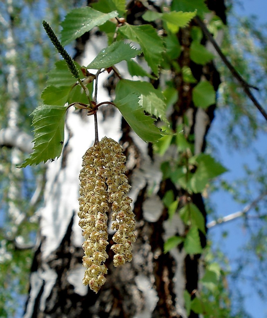 Береза бумажная Betula papyrifera
