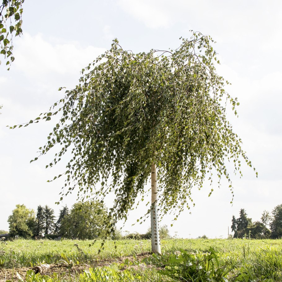 Береза повислая Юнги Betula pendula Youngii