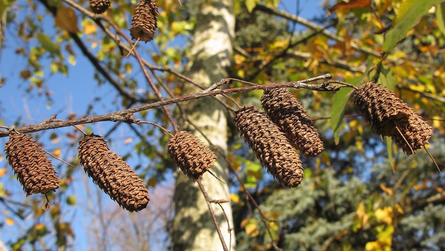 Береза карликовая Betula Nana