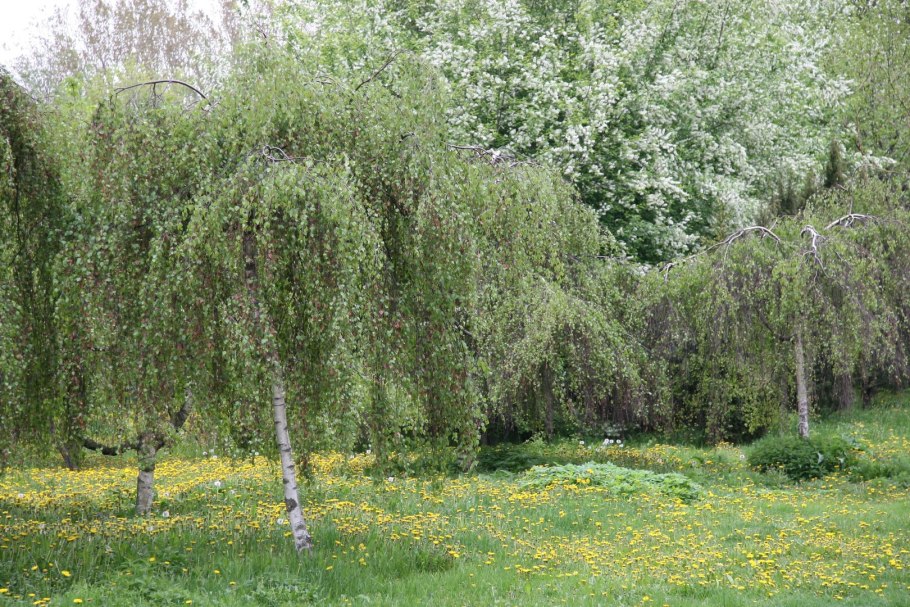 Береза Жакмона